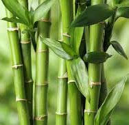Bamboo Musk Fragrance