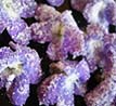 Violet Sugar Fragrance